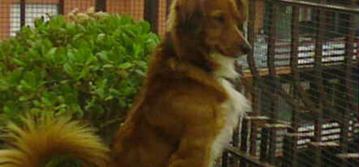 PALLINO